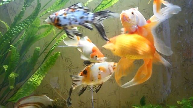 Aquarium.goldfish.Золотые рыбки кормление. смотреть онлайн