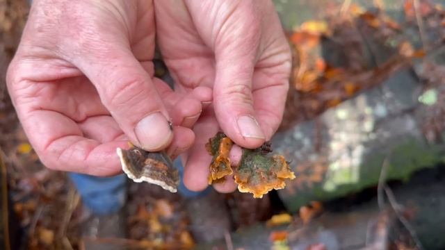 November Mushroom Survey At Ewhurst Park Hampshire