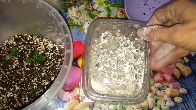 Подробно о грунте для адениумов. Основные свойства грунта. Пересадка сеянцев. смотреть онлайн