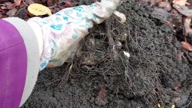 Заглубление корневой шейки метельчатой гортензии.3 серия смотреть онлайн