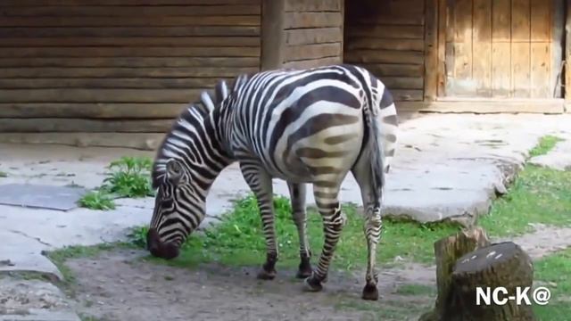 Калининградский зоопарк, Калининградская область смотреть онлайн