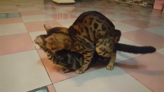Munchkin vs Bengal Kawin смотреть онлайн