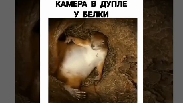 Камера в дупле белки. смотреть онлайн