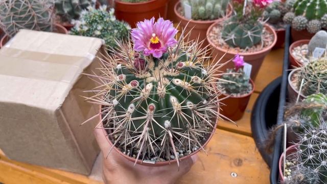 Unboxing and flowers of the day | Inch Worm / Senecio Pendulus | Ferocactus Fordii смотреть онлайн