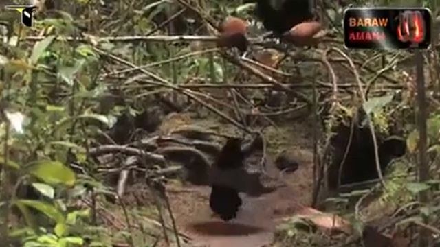 Любовные игры птиц. смотреть онлайн