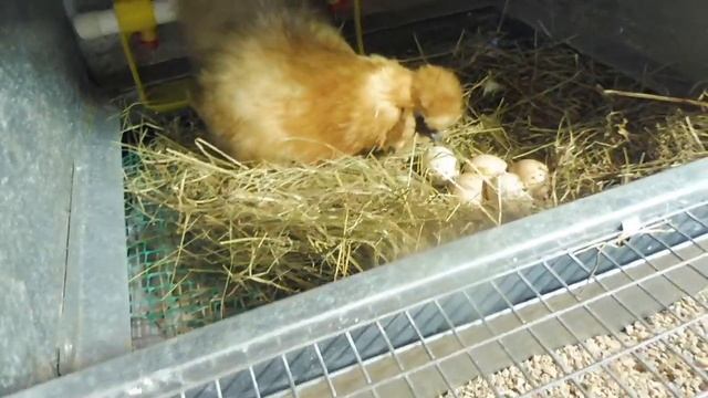 ОЧЕНЬ ВОЛНУЮСЬ - переселили НАСЕДКУ с яйцами В ДОМ / Шёлковая курица высиживает яйца / Мари Мистик смотреть онлайн
