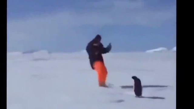 Новые приколы животные против людей смотреть онлайн