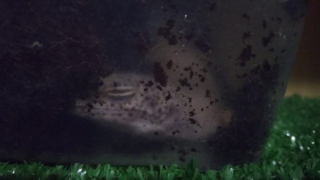 Эублефар откладывает яйца. Кладка 2019