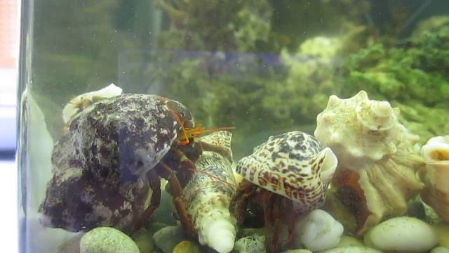 Раки отшельники. Клибанарии смотреть онлайн