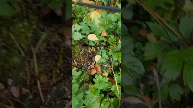 Осенние опята 2022 г 27 сентября смотреть онлайн