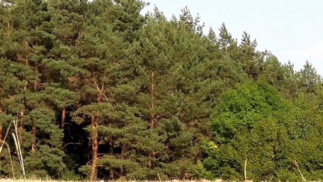 Forest away смотреть онлайн