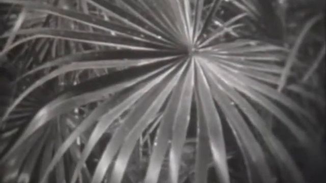 Гео, Африка, Сухие субтропики Северной Африки смотреть онлайн