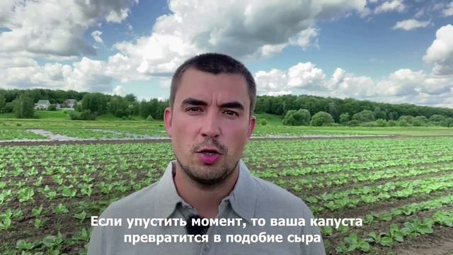 Обнаружение капустной моли, Коломна смотреть онлайн