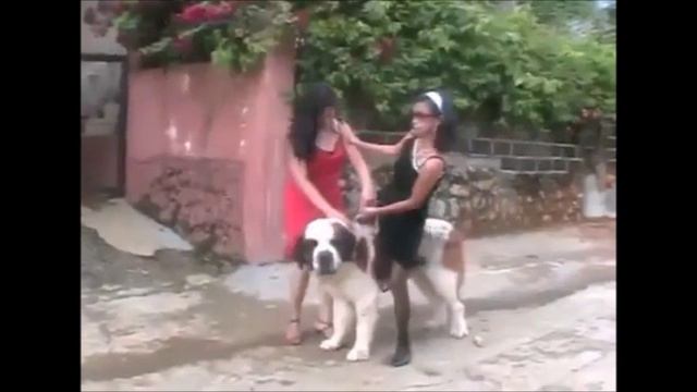 Wrong walk on dog смотреть онлайн