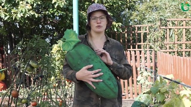 Что посадить после огурцов ? смотреть онлайн