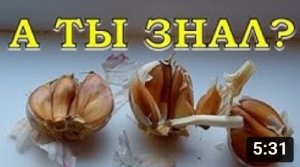 Сажаем ЯРОВОЙ чеснок! Отличие от ОЗИМОГО, правила посадки, ухода и сбора урожая???