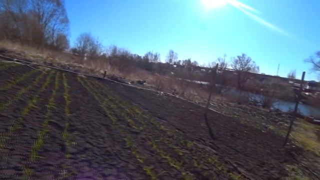 Первая и важная Подкормка Чеснока после зимы смотреть онлайн