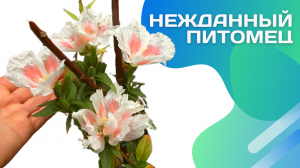 Кларкия. Цветок, который не собиралась выращивать