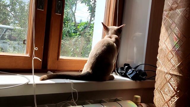 [✨] КОРИЦА ЦАРИЦА часть 4 [💕] Видео про кошек [✨] Наблюдаем за жизнью животных, котенок играет смотреть онлайн