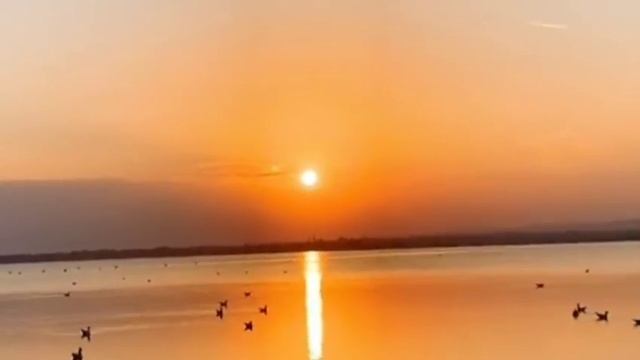 Beautiful Pink Flamingos have return to Salt Lake Larnaca,Cyprus смотреть онлайн