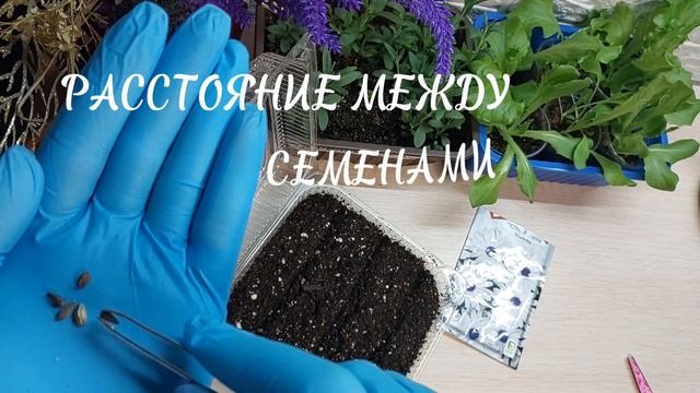 ОСТЕОСПЕРМУМ.. ПОСЕВ ИЗ СЕМЯН...
. смотреть онлайн