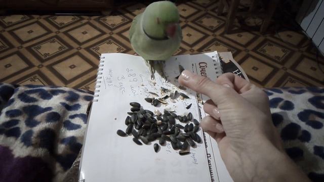 Ожереловый попугай Кирюша любитель семечек