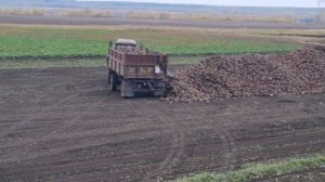 Уборка сахарной свёклы 2023 в Башкирии. Будни тракториста