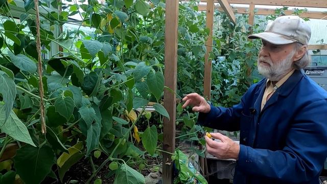 How To Grow 100s of Perennial #Goldenberries - Better! | #Superfoods (Pt 2) смотреть онлайн