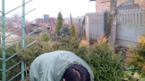 Черенкование парковой розы