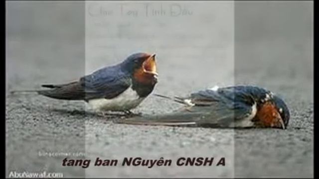 Có Khi nào Rời Xa - dizi tùng linh смотреть онлайн