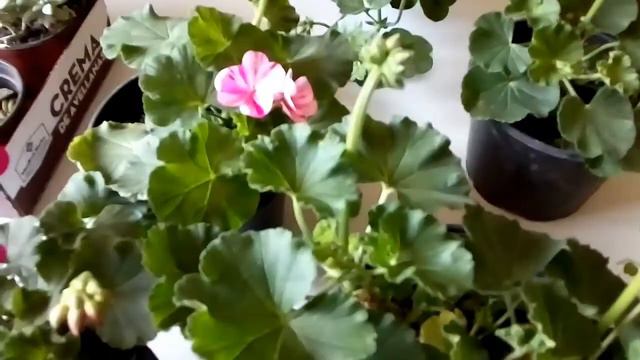 De compras en Tetela del Monte. смотреть онлайн