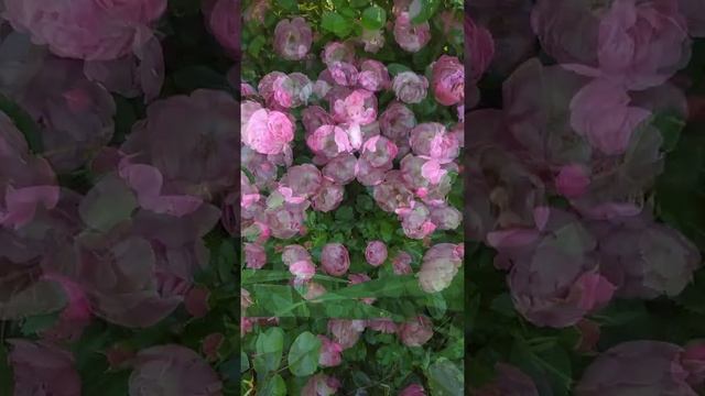 Розы в саду. Очаровательный розовый куст смотреть онлайн