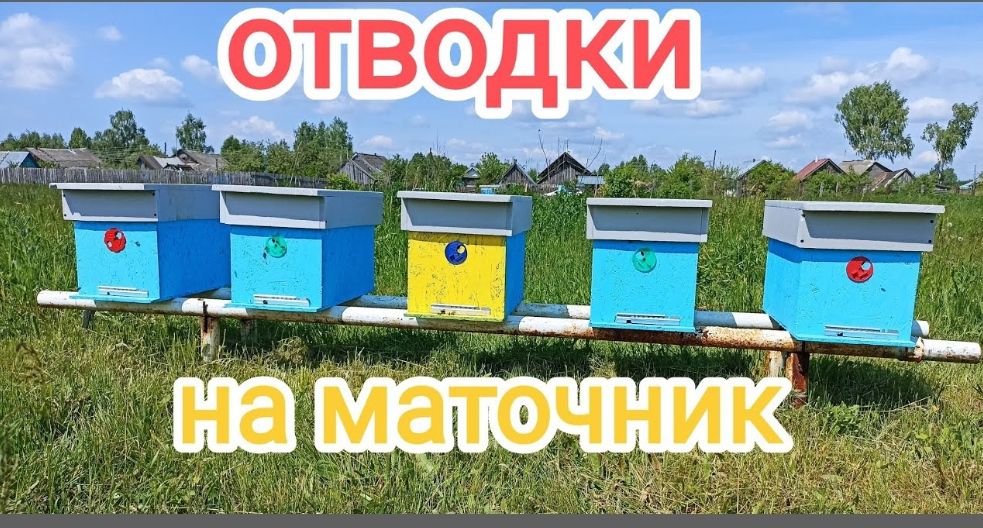 Отводки на маточник. Расширение пасеки. Пчеловодство! смотреть онлайн