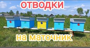 Отводки на маточник. Расширение пасеки. Пчеловодство!