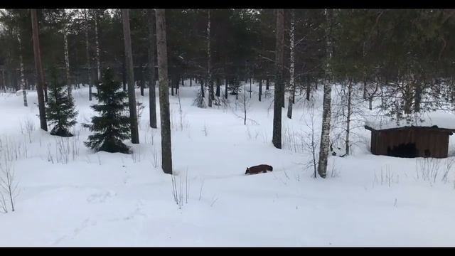 Rovaniemi - Finland - Lapland - Visiting Santa Claus Village смотреть онлайн
