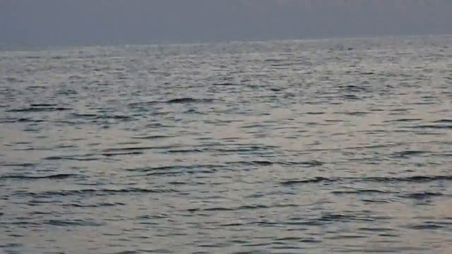 Sharks Black Sea Ukraine Акулы Черного моря! смотреть онлайн