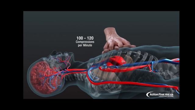 СЛР|3D взгляд на процесс|Реанимация #здоровье #медицина #скорая #реанимация #жизнь #ambulance #fyp смотреть онлайн