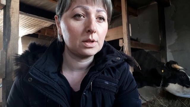 #ОСЕМЕНЕНИЕ КОРОВЫ ИСКУССТВЕННО ИЛИ БЫКОМ# ДОМАШНИЙ ИЛИ ПОРОДИСТЫЙ# смотреть онлайн