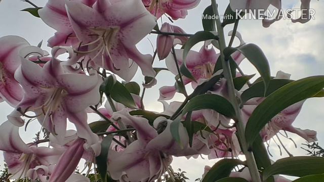 Гуллар. Gullar Tabiat Chiroyi.