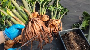 НЕ ДОПУСКАЙТЕ ЭТИ ОШИБКИ при пересадке ЗАМИОКУЛЬКАСА, Их допускают 90% цветоводов