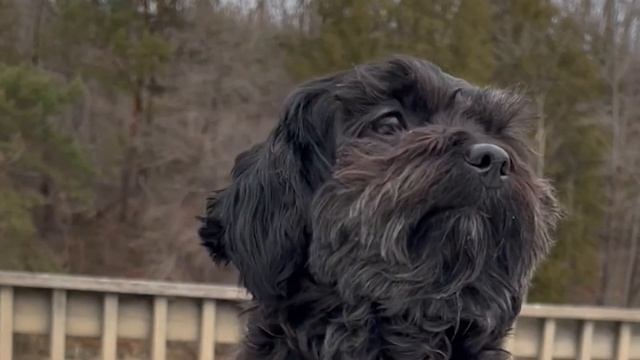 8 Types of Shih Tzu and How to Identify Them? смотреть онлайн