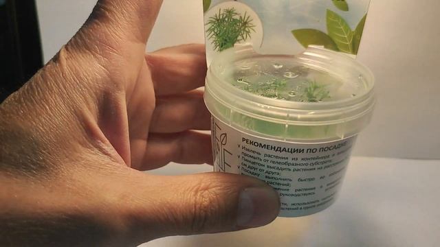 Живое аквариумное растение Погостемон Средне Зеленый меристемное смотреть онлайн