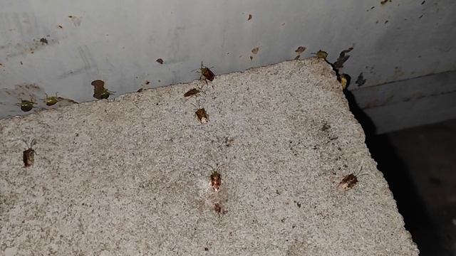 Клопы на даче. МирДез смотреть онлайн