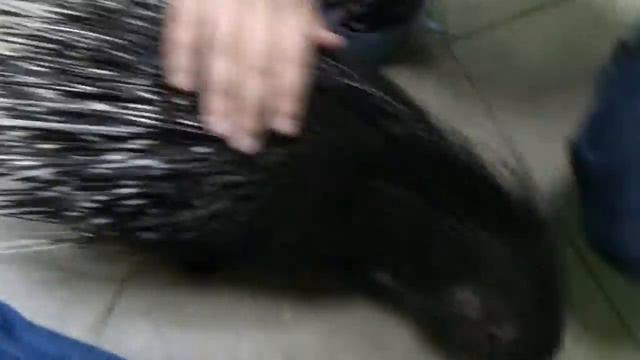 Контактный зоопарк смотреть онлайн