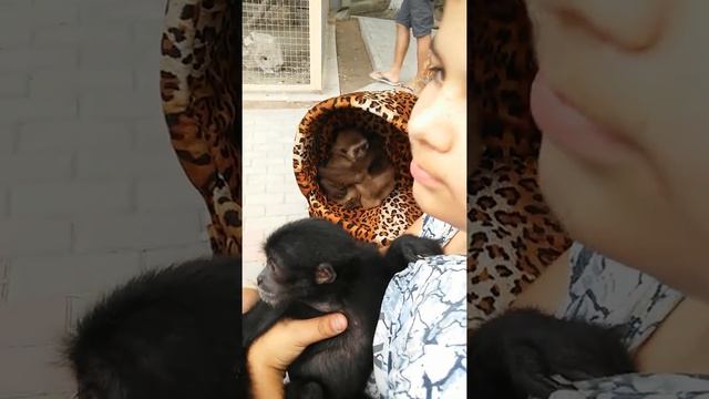 Мотя,детеныш гиббона смотреть онлайн