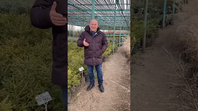Новогодние Пихта, Ель, Сосна смотреть онлайн