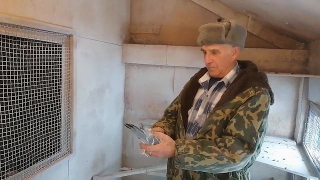 Тысячу километров за 1 день. Она одна из лучших голубей... смотреть онлайн