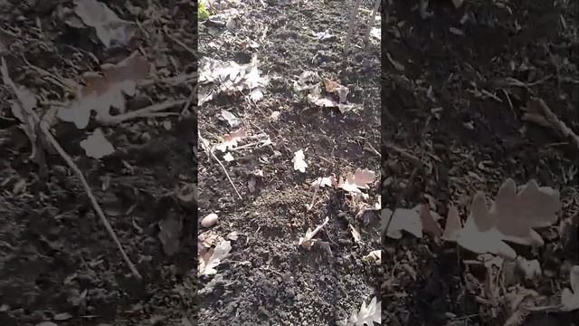 аземина пересадка саженцев в зкс март23