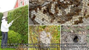 Земляные осы на даче — как избавиться