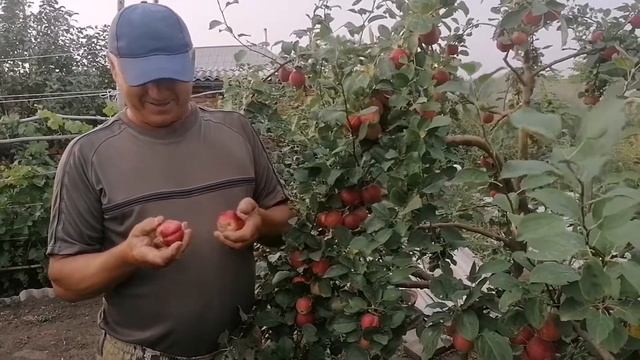 Зимостойкие сорта яблонь для Сибири смотреть онлайн